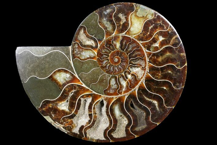Cut Ammonite Fossil (Half) - Agatized #121483